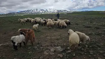 Bitlisli besiciler baharın gelişiyle Sütey Yaylası yoluna düştü