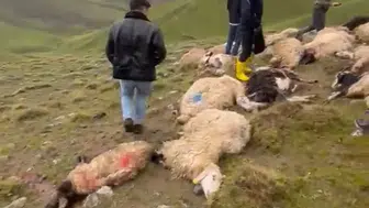 Çaldıran'da yıldırım felaketi Bir üreticinin 30 koyunu telef oldu