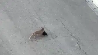 Batman yolunda tilki ile vatandaşın şaşırtıcı diyaloğu