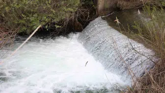 Hazar Gölü'nde siraz balıklarının zorlu yolculuğu başladı