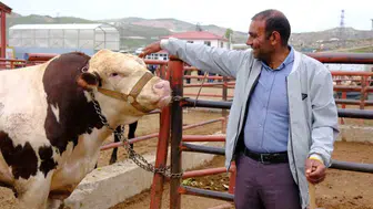 Van hayvan pazarında kurbanlık mesaisi başladı