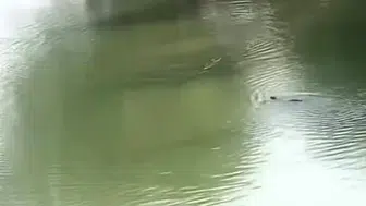 Dicle Nehri kıyısında nadir görülen su samurları objektife yansıdı