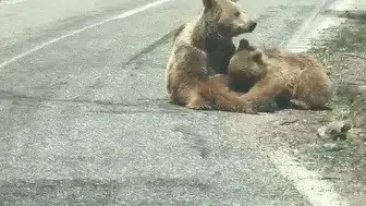 Munzur Vadisi'nde doğanın en samimi anı kameraya yansıdı