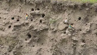 Bitlis’in gökyüzü renkli misafirlerini ağırlıyor