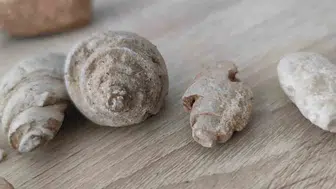 Siirt kırsalında milyonlarca yıllık deniz canlısı izleri bulundu
