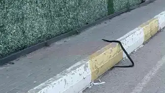 Şırnak merkezde kaldırımda yürüyen dev yılan vatandaşı korkuttu