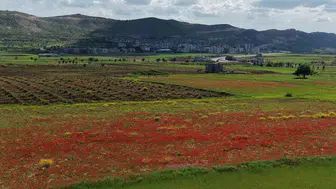 Gercüş Ovası baharın gelişiyle kırmızıya büründü