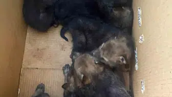 Elazığ kırsalında terk edilmiş yedi yavru kurt bulundu