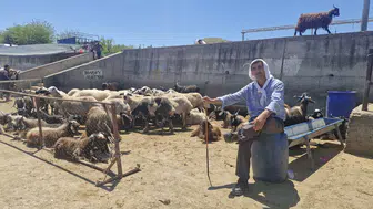 Diyarbakır hayvan pazarında bayram mesaisi