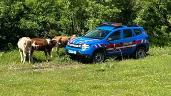 Elazığ’da kaybolan inekleri jandarma dronla arazide buldu