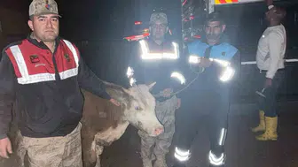 Siverek’te çalınan hayvanı jandarma kameradan buldu