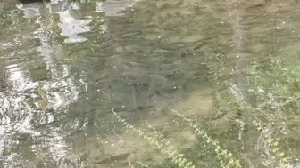 Keban Barajı kapakları açtı Fırat Nehri balıkla doldu