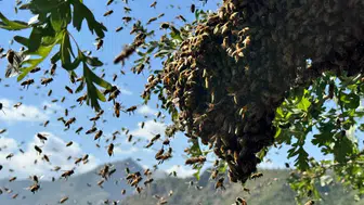 Şırnaklı arıcıların yüzü bu sezon erken gelen bereketle güldü