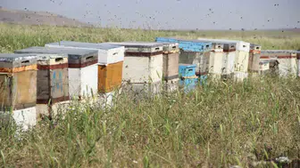 Şırnak’ın endemik balı Ordulu arıcılarla dünyaya açılıyor