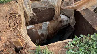 Muş Harman köyünde foseptik çukuruna düşen inek kurtarıldı