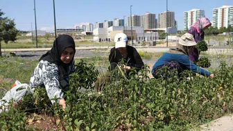 Diyarbakırlı kadınlar topraktan şifa fışkırttı