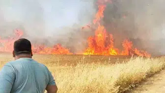 Harran ovasında hasat zamanı 50 dönüm buğday küle döndü