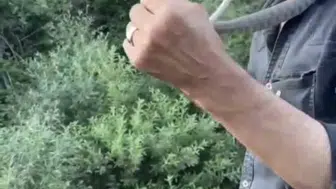 Bingöl’de tehlikeli şov Engerek yılanını boynuna doladı