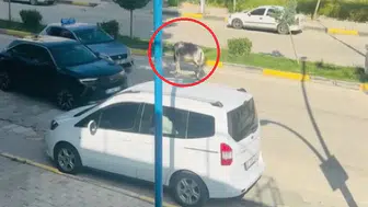 Ergani yolunda eşek trafiği kilitledi