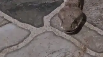 Şırnak'ta balkon keyfi yılanla yarım kaldı