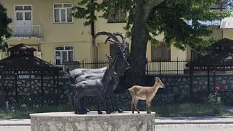 Çemişgezek'te yaban keçisi kendi heykeliyle poz verdi