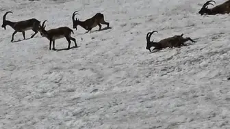 Tunceli dağlarında yaban hayatı aynı karede buluştu