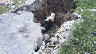 Akçakale'de foseptiğe düşen inek için seferberlik