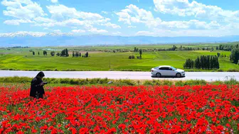 Muş Taşoluk köyünde baharın kırmızı renkli görsel şöleni