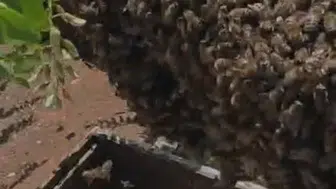Elazığ’da bir kovan arı ağaca yerleşti