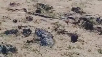 Çınar kırsalında dev yılan dehşeti