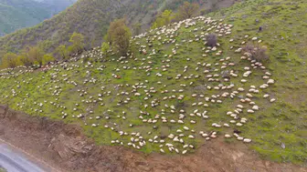 Muşlu besicilerin zorlu yayla mesaisi başladı