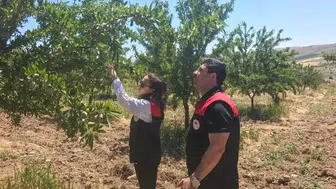 Ağın’da badem üreticisi için kritik tarım kontrolleri başladı