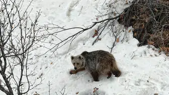 Tunceli'de dronu fark eden ayının şaşkınlığı kameraya yansıdı