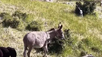 Palu’da kaybolan eşek dron sesiyle sürüsüne döndü