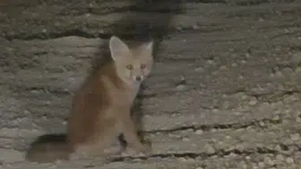 Tunceli yollarında şaşkın iki yavru tilki görüntülendi