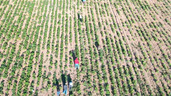 Şanlıurfa'dan yola çıkan mevsimlik işçilerin zorlu ekmek mücadelesi