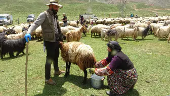 Yüksekova'nın kadınları yaylalarda süt mesaisine başladı