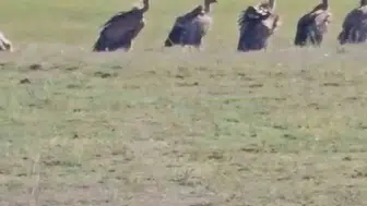 Van Özalp'te onlarca kızıl akbaba şaşkınlığı