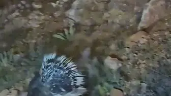 Elazığ yollarında nadir görülen oklu kirpi kameraya yansıdı
