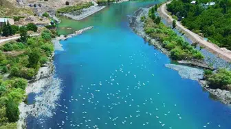 Palu Murat Nehri martıların gökyüzü şovuna sahne oldu