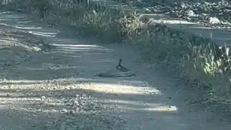 Bingöl yollarında nadir görülen yılan dansı kameralara yansıdı