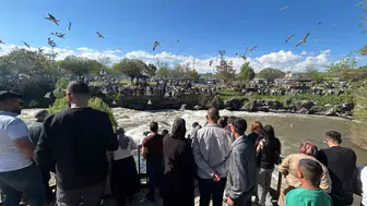 Van Gölü’nde milyonlarca balık akıntıya karşı kulaç atıyor