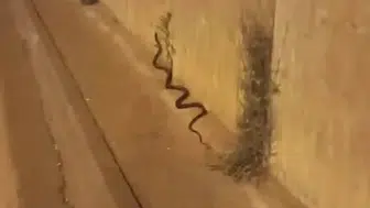 Diyarbakır sokaklarında iki metrelik yılan sürprizi