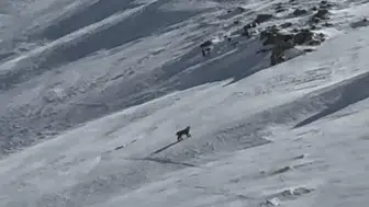 Bitlis’in karlı arazisinde nadir görülen orman hayaleti kameraya yansıdı