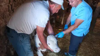 Ağınlı besicilerin hayvanları kayıt altına alınıyor
