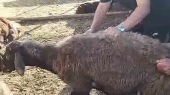 Karakoçan’da kurt baskını 16 koyun sürüden koptu