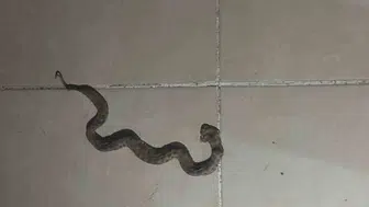 Siirt Kurtalan’da yılan alarmı