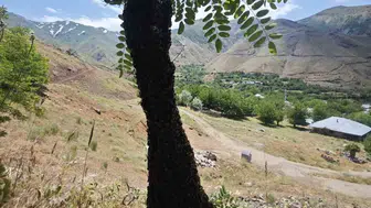 Elazığ’da akasya ağacını eğen dev arı kolonisi