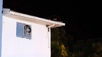 Batman Gercüş'te sansarların trafo üzerindeki neşeli anları kameraya yansıdı