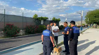 Van Edremit'te kuduz alarmı yedi mahalleyi kapattı